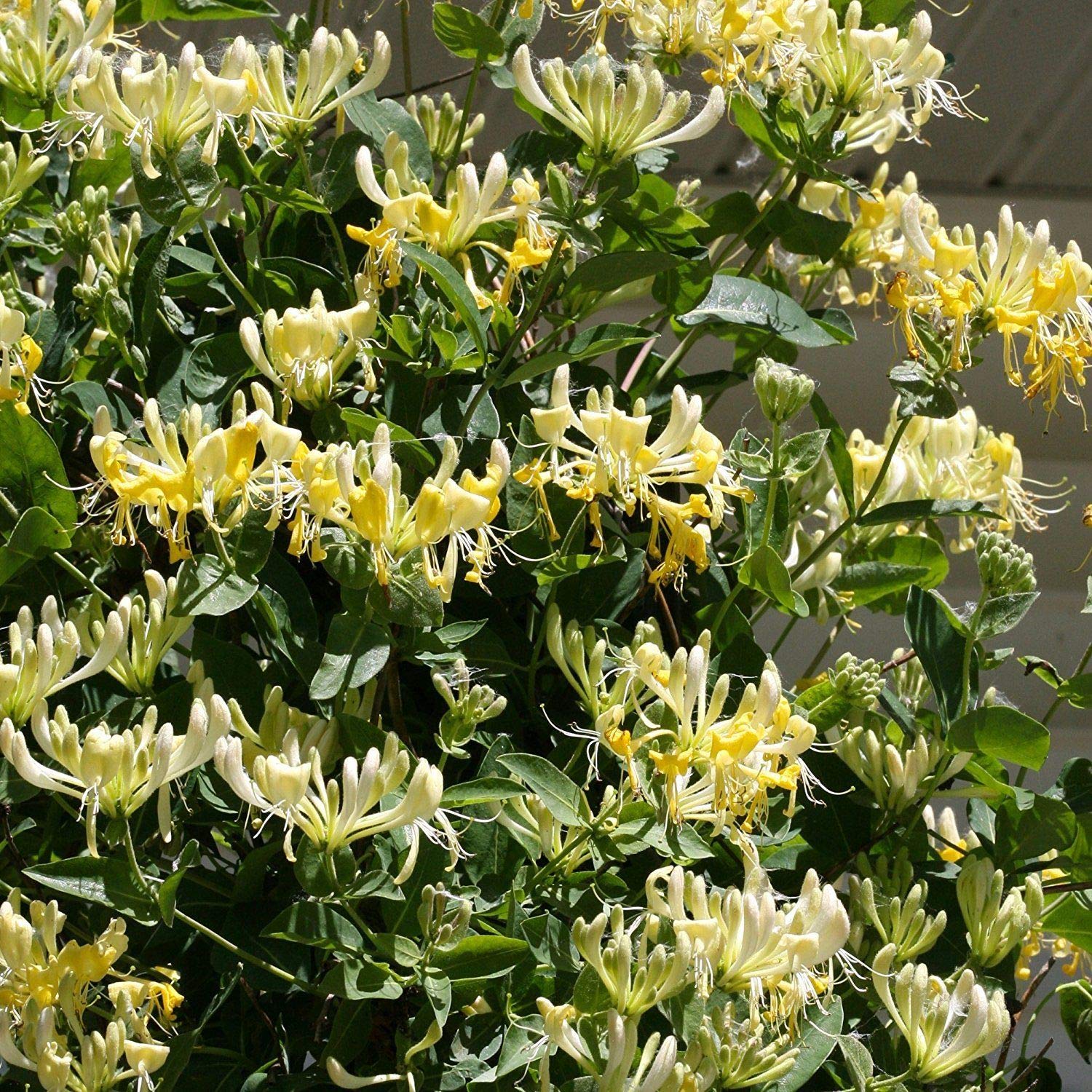 Lonicera periclymenum 'Scentsation'